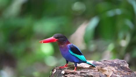 Javan-kingfisher-is-eating-caterpillars-on-dry-wood