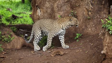 Leopardo-Saltando-A-Un-árbol-Y-Sacando-El-Cadáver-Del-Impala-Del-Agujero