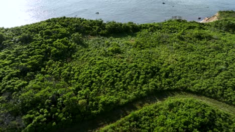 Drone-shot-of-the-dense-vegetation-lining-the-shoreline-of-Martha's-Vineyard,-Massachusetts