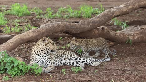 Un-Pequeño-Cachorro-De-Leopardo-Se-Une-A-Su-Madre-Para-Amamantar-En-Mashatu,-Botswana.