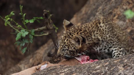 Small-Leopard-Cub-Feeding-on-Fresh-Impala-Carcass-In-Tree,-Close-Up