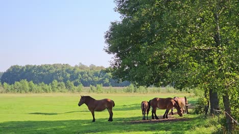 Horses-hiding-in-the-shadow-during-hot-summer-day