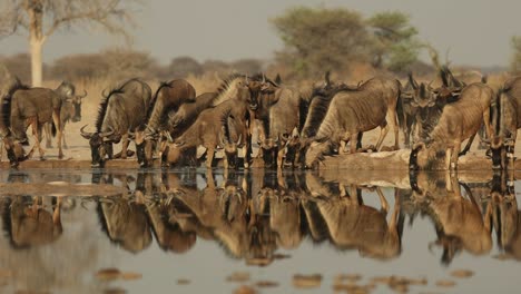 Stunning-Reflection-of-Blue-Wildebeest-Drinking-in-Golden-Light,-Botswana