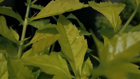 Close-up-of-bright-green-leaves-with-water-droplets