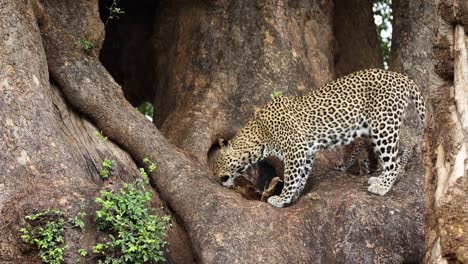 Madre-Leopardo-Lamiendo-A-Su-Juguetón-Cachorro-En-Un-Tenedor-De-Un-Enorme-árbol