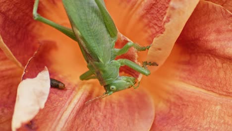 A-close-up-macro-shot-of-a-green-great-grasshopper-head-eating-an-orange-blossoming-flower
