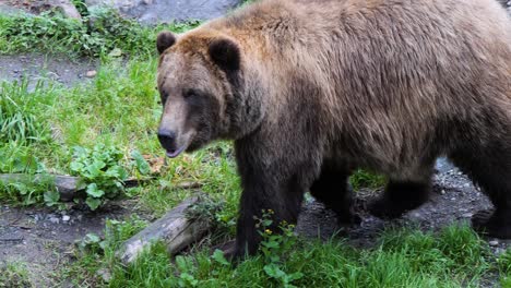 Brown-bear-walking-by-the-river-bank,-Alaska