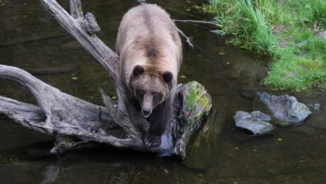 Brown-bear-getting-down-from-a-dead-tree-trunk,-Alaska