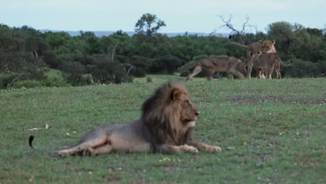 Male-Lion-Out-of-Focus-in-Foreground-with-Rest-of-Pride-Playing-In-Focus-in-the-Background