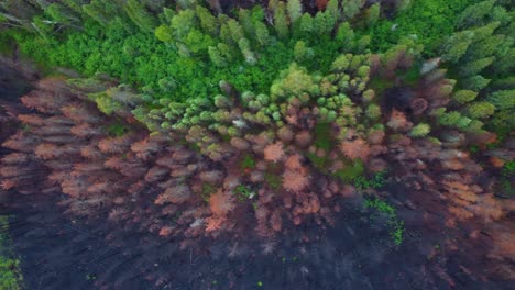 Half-Green-and-Half-Brown-Forest-Split-Down-the-Middle,-Wide-Aerial