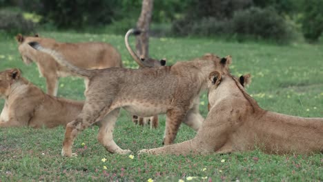 Nahaufnahme-Eines-Löwenbabys,-Das-Seine-Mutter-Begrüßt,-Mit-Rest-Stolz-Im-Hintergrund