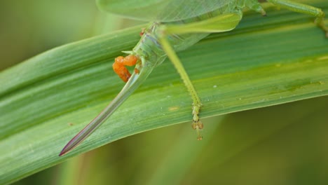 green-Grasshopper-defecating-On-Green-Plant-Leaf