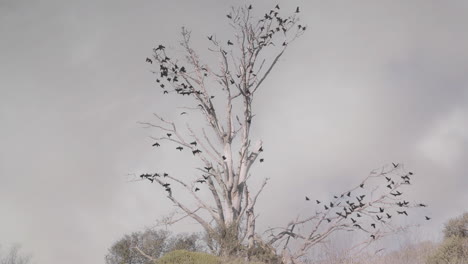 Wide-shot-of-CG-animated-crows-flying-out-of-dead-tree-with-clouds-in-background
