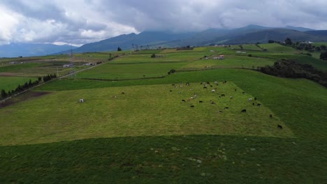 Cows-graze-on-lush-green-fertile-grass-in-Andean-landscape-Ecuador-AERIAL-PULL