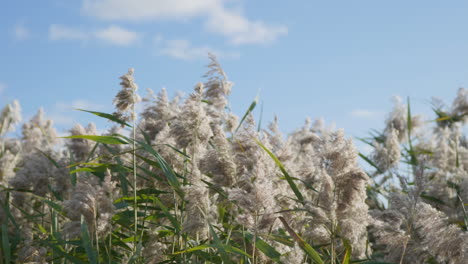 Common-Reed-swinging-in-the-wind-with-blue-sky-and-white-clouds-in-the-background