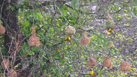 Troop-Of-Yellow-Black-Southern-Masked-Weaver-Birds-Building-Nests-In-Rain,-Slow-Motion,-Wide-Shot