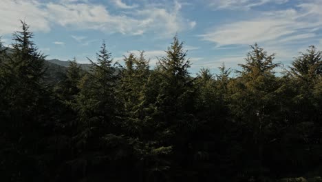 Blue-Partly-Cloudy-Skyline,-Open-Autumn-Forest-Revealed-as-Drone-Rises-Up-Trees