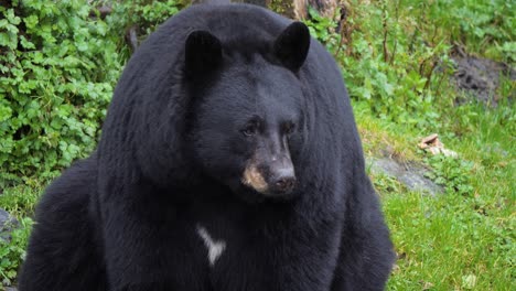 Beautiful-Black-Bear--in-Sitka,-Alaska