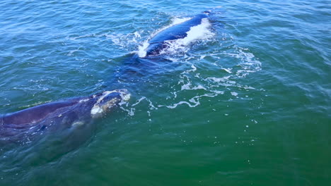Right-whale-calf-swimming-close-to-mom-for-protection-and-comfort