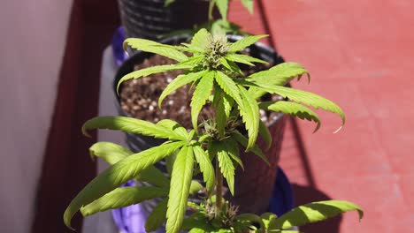 Planta-De-Marihuana-Autofloreciente-De-Tiro-Lento-En-Un-Balcón-Exterior-Empezando-A-Florecer