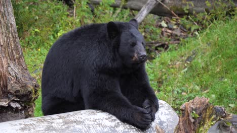 American-Black-Bear--in-Sitka,-Alaska