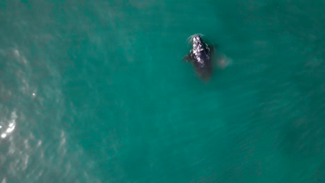 Top-down-aerial-view-of-Southern-Right-whale-calf-breaking-surface-for-a-breath