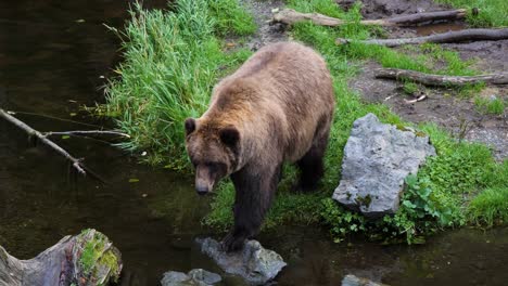 Brown-bear-climbing-on-a-dead-tree-trunk,-Alaska