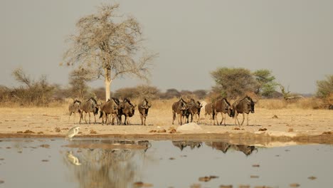 Large-Herd-of-Blue-Wildebeest-Slowly-Approaching-Waterhole-in-Nxai-Pan