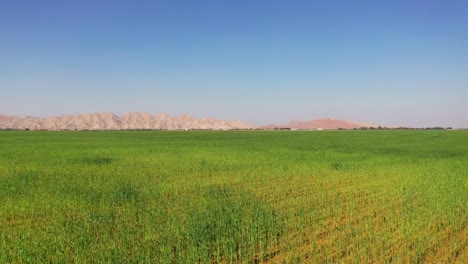 Luftaufnahme-Des-Erfolgreichen-Wachstums-Von-Weizenpflanzen-Auf-Den-Weizenfarmen-Von-Sharjah-In-Den-Vereinigten-Arabischen-Emiraten
