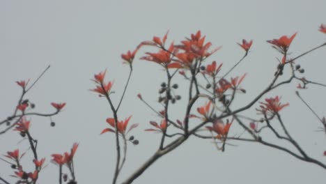 Red-leaf-tree---sky-