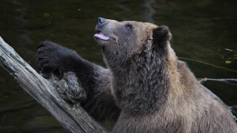 Closeup-of-a-Brown-bear-sitting-on-a-tree-trunk,-Alaska