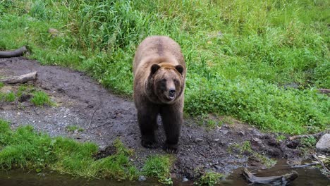 Brown-bear-by-the-river-bank,-Alaska