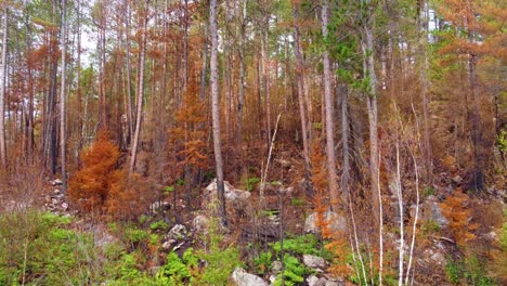 This-is-a-dense-forest-after-a-wildfire