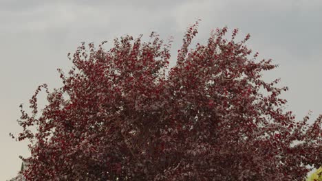 Corylus-Maxima-Oder-Purpurea-Baum-Vor-Grauem-Hintergrund