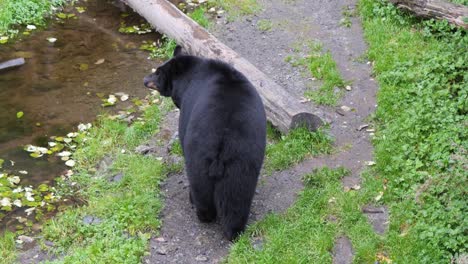 Amerikanischer-Schwarzbär-Geht-Langsam