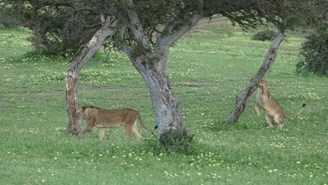 Dos-Juguetones-Cachorros-De-León-Afilando-Sus-Garras-En-Los-árboles-En-Botswana