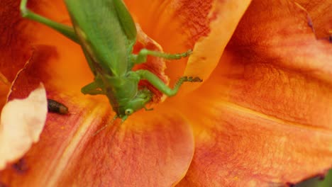Un-Primer-Plano-De-Una-Gran-Cabeza-De-Saltamontes-Verde-Comiendo-Una-Flor-De-Color-Naranja