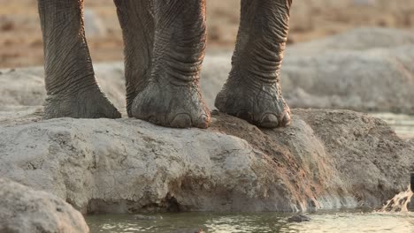 Nahaufnahme-Von-Elefantenfüßen-Neben-Einem-Wasserloch,-Die-Mit-Dem-Rüssel-Wasser-Spritzen