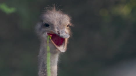 Pair-of-ostrich-eating-greens,-close-up-head-shot