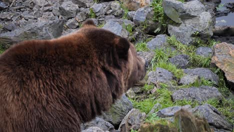 Brown-bear-in-Sitka,-Alaska.-Close-up-shot