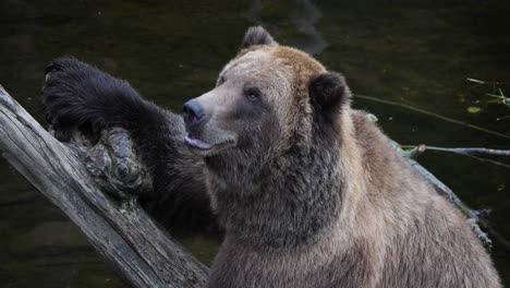 Brown-bear-sitting-on-a-dead-tree-trunk,-Alaska