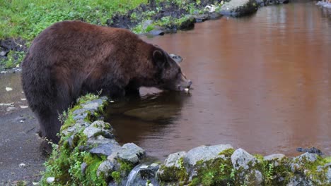 Brown-bear-grabbing-food-from-a-pond,-Alaska