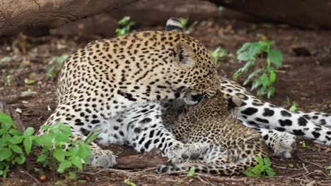 Madre-Leopardo-Cuidando-A-Su-Pequeño-Cachorro-Mientras-Amamanta-En-Botswana