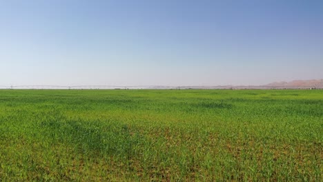 Vista-Superior-De-Las-Plantas-De-Trigo-En-Las-Granjas-De-Trigo-De-Sharjah-En-Los-Emiratos-Árabes-Unidos.