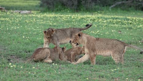 Drei-ältere-Löwenbabys-Schikanieren-Ihr-Jüngeres-Geschwisterchen-In-Botswana