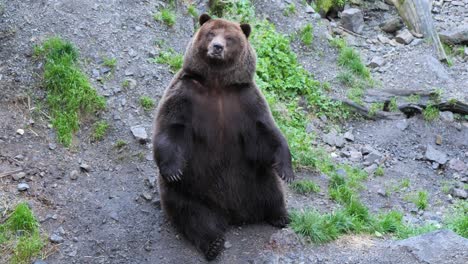 Brown-bear-sitting-and-looking-at-the-camera,-Alaska