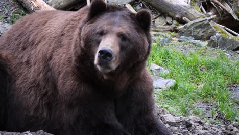 Nahaufnahme-Eines-Braunbären,-Der-Neben-Der-Höhle-Sitzt,-Alaska