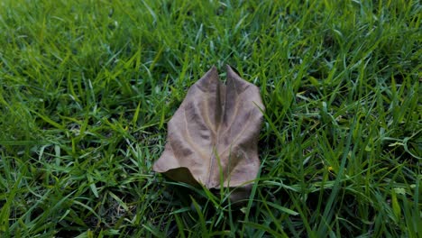 The-Lone-Leaf:-A-Glimpse-into-the-Beauty-of-Fall