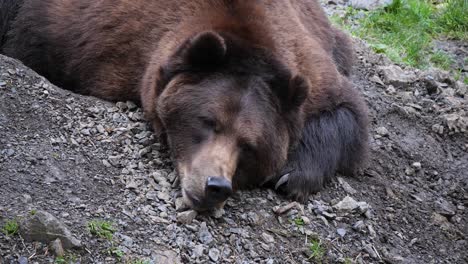 Big-Brown-bear-resting,-Alaska