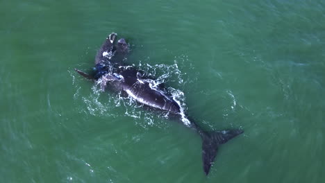 Energetic-newborn-southern-right-whale-calf-swims-over-mom-logging-on-her-back-with-flippers-up-at-ocean-surface,-aerial-top-down-view,-Hermanus